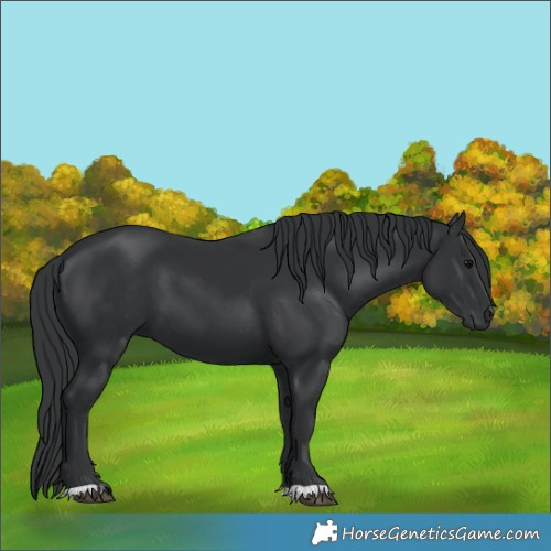 Horse Color:Black 
