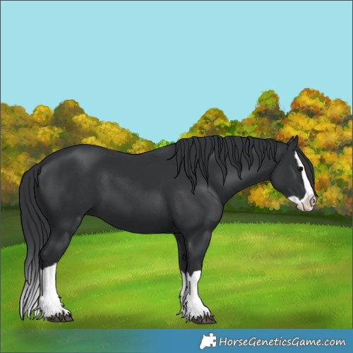 Horse Color:Black Splash 