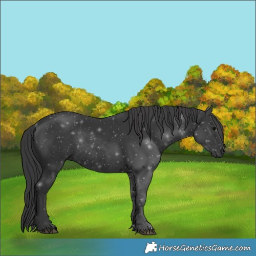 Horse Color:Black Rabicano 