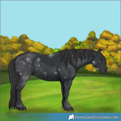 Horse Color:Black Rabicano 