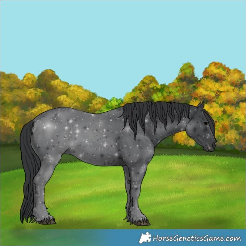 Horse Color:Black 