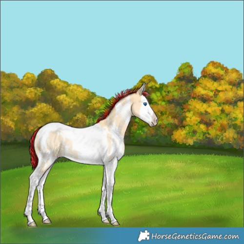 Horse Color:Painted White Spotted Buckskin Dun Splash Tobiano 