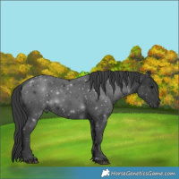 Horse Color:Black 