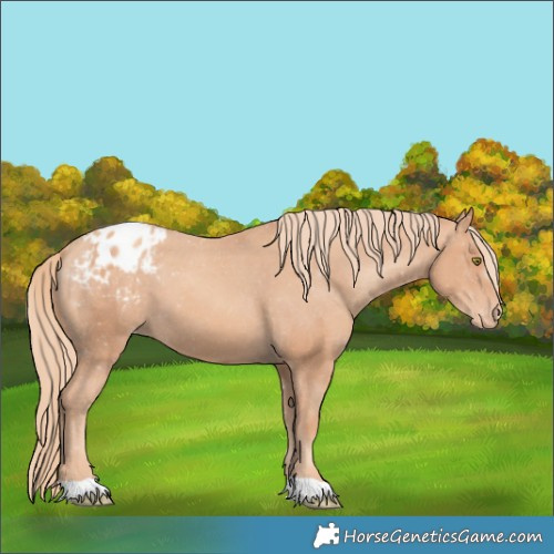 Horse Color:Gold Champagne Appaloosa 