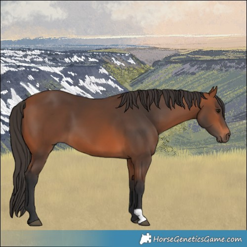 Horse Color:Bay 