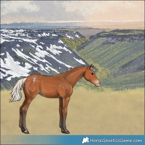 Horse Color:Silver Bay Appaloosa