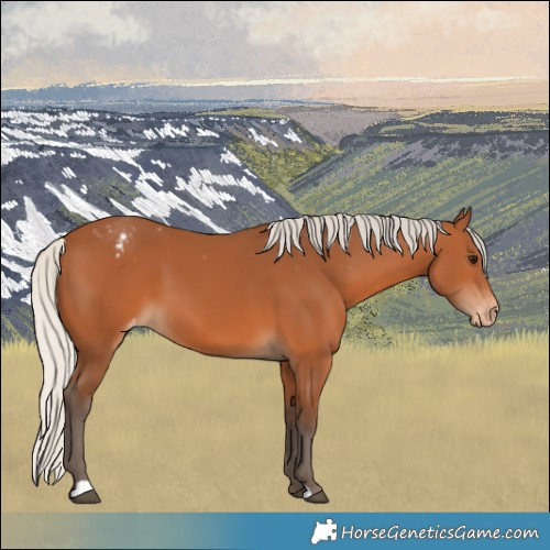 Horse Color:Silver Bay Appaloosa