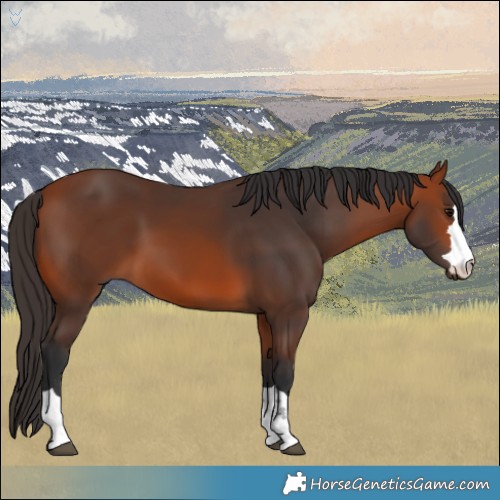 Horse Color:Bay 