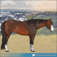Horse Color:Bay 