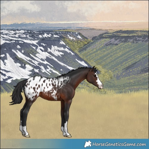 Horse Color:Brown Appaloosa