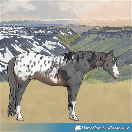 Horse Color:Brown Merle Appaloosa 
