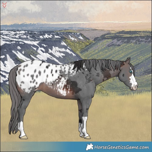 Horse Color:Brown Merle Appaloosa 