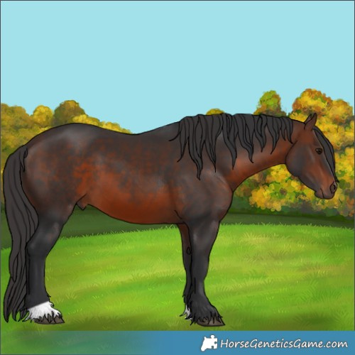 Horse Color:Brown 