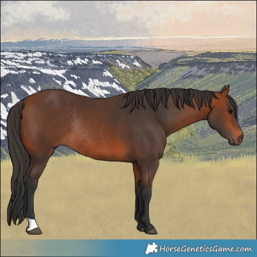 Horse Color:Bay Rabicano 