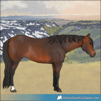 Horse Color:Bay Rabicano 