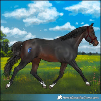 Horse Color:Brown Rabicano 