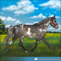 Horse Color:White Spotted Silver Smoky Black