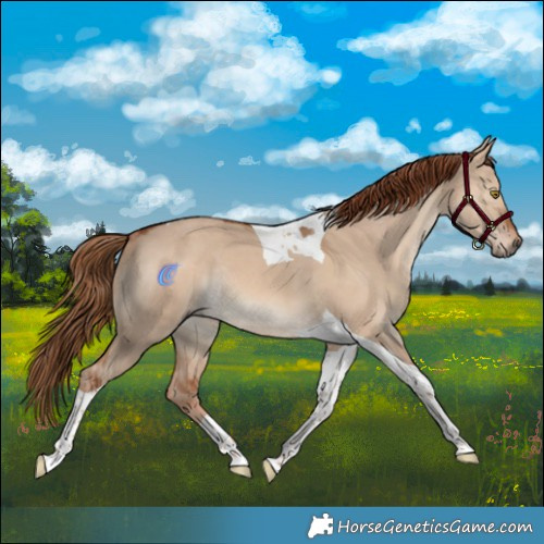 Horse Color:Red Dun Tobiano Rabicano 