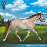 Horse Color:Red Dun Tobiano Rabicano 