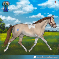 Horse Color:Red Dun Tobiano Rabicano