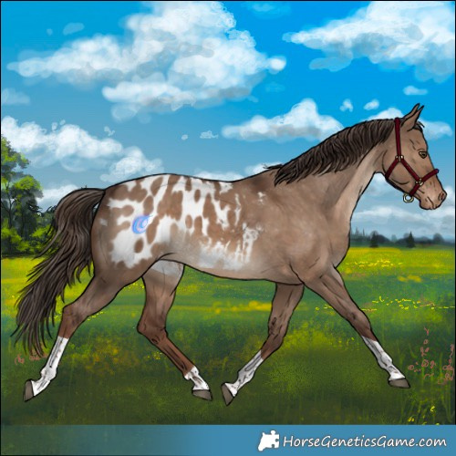 Horse Color:Liver Red Dun Tobiano Appaloosa Rabicano