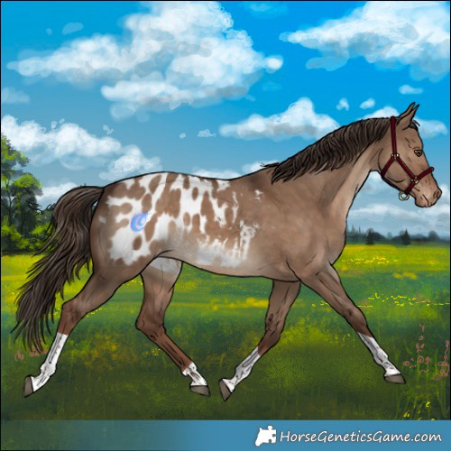 Horse Color:Liver Red Dun Tobiano Appaloosa Rabicano 