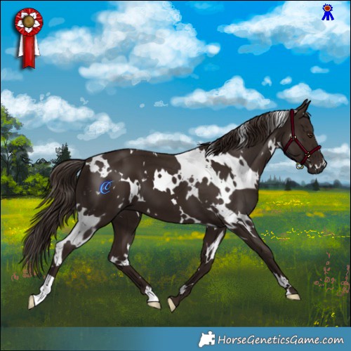 Horse Color:White Spotted Liver Chestnut