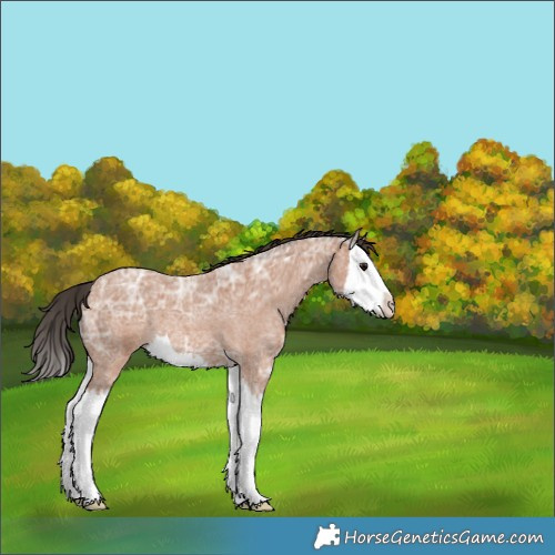 Horse Color:Bay Ice Roan Splash 
