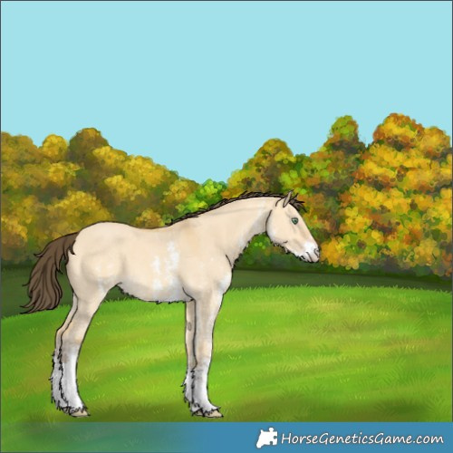 Horse Color:Amber Cream Champagne Dun Sabino 