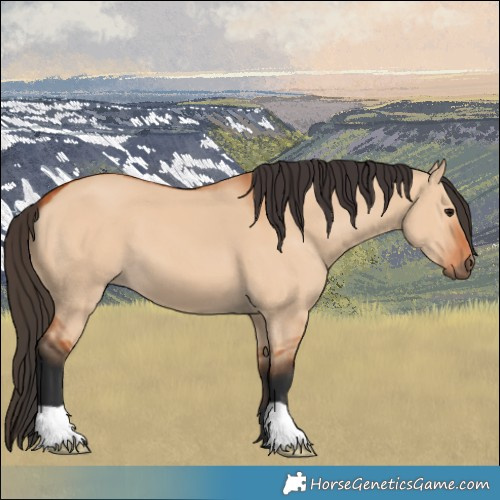 Horse Color:Bay Dun 