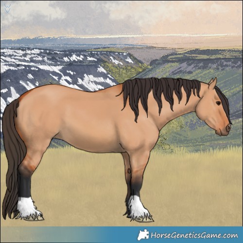 Horse Color:Bay Dun 