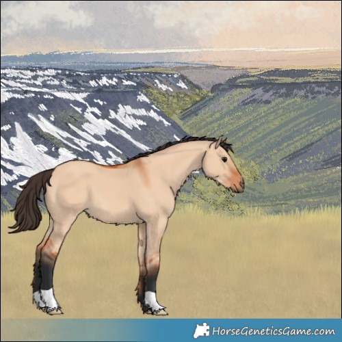 Horse Color:Bay Dun 