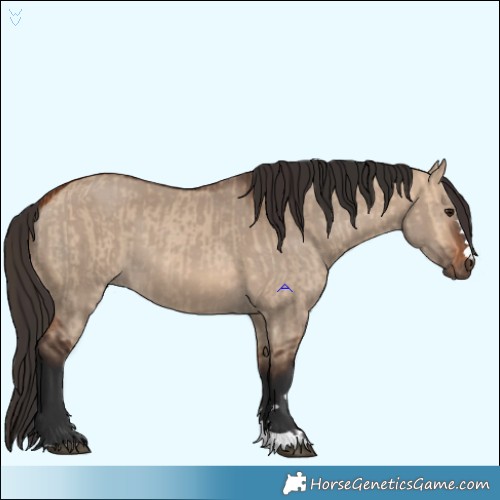 Horse Color:Bay Dun  and Bay Dun 