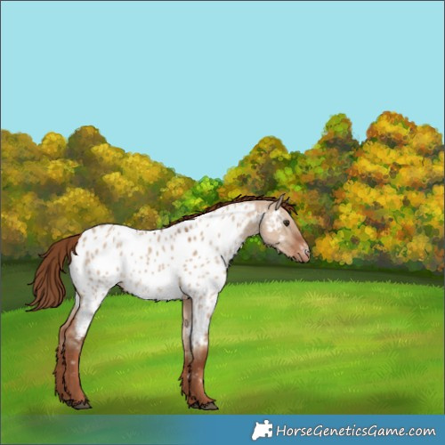 Horse Color:Red Dun Near Leopard 