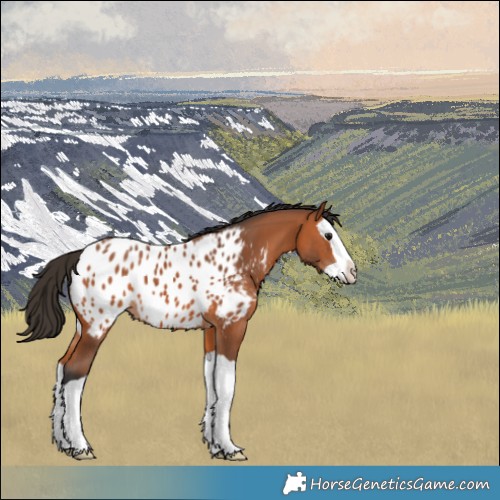Horse Color:Bay Splash Appaloosa