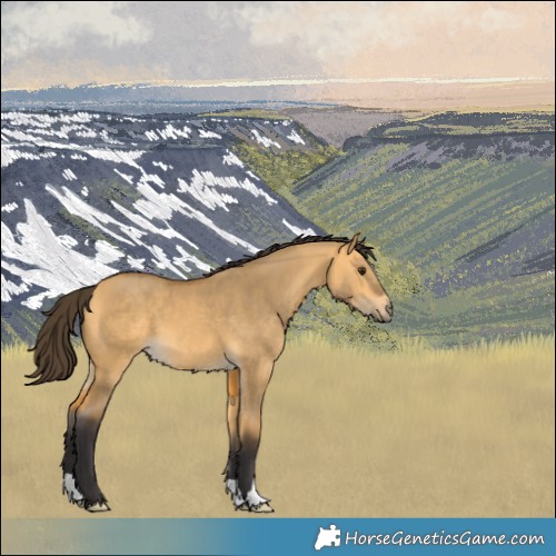 Horse Color:Buckskin Dun 