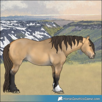 Horse Color:Buckskin Dun 