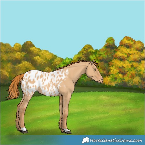Horse Color:Red Dun Blanket 