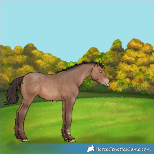 Horse Color:Sable Champagne Rabicano 