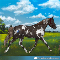 Horse Color:White Spotted Liver Chestnut 
