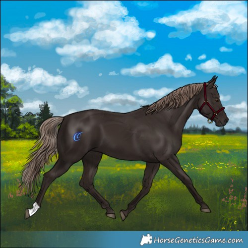 Horse Color:Liver Chestnut 