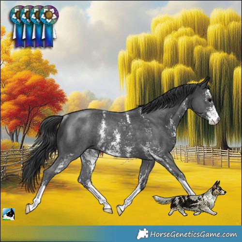 Horse Color:Black Sabino Rabicano