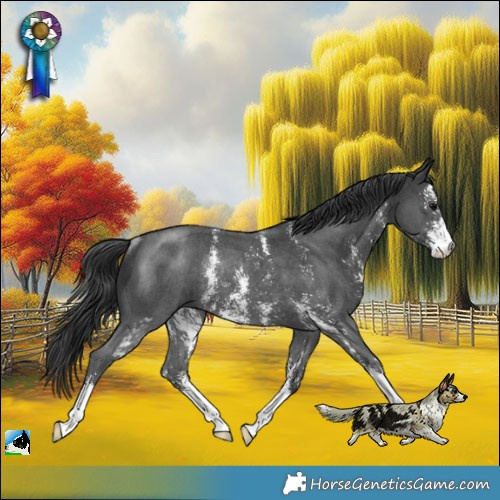 Horse Color:Black Sabino Rabicano 