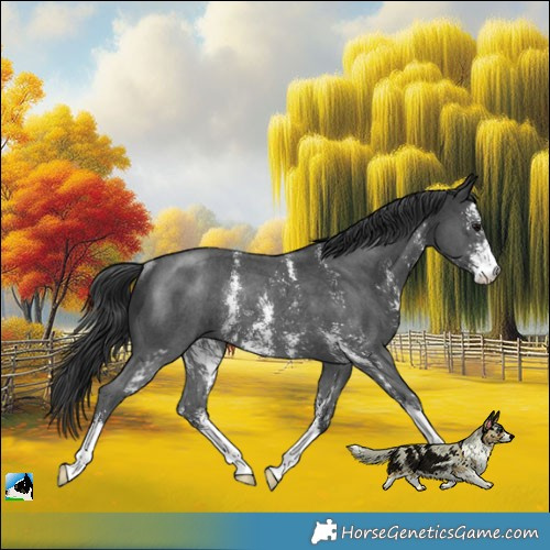 Horse Color:Black Sabino Rabicano 