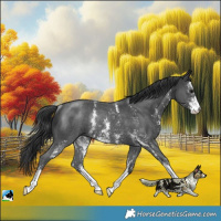 Horse Color:Black Sabino Rabicano 