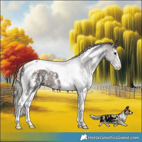 Horse Color:Silver Brown Sabino Tobiano Rabicano