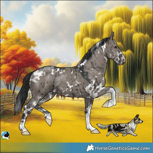 Horse Color:White Spotted Grullo Sabino Brindle 