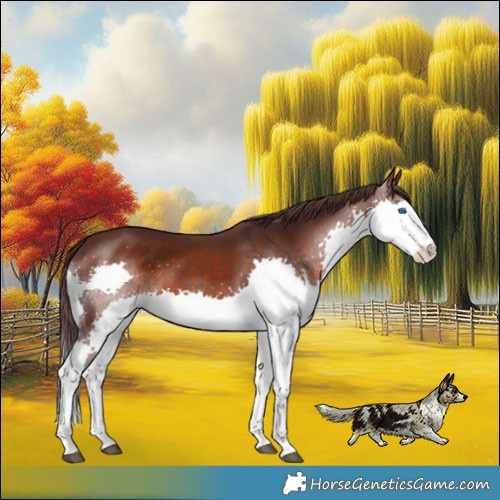 Horse Color:Chocolate Brown Splash Rabicano