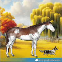Horse Color:White Spotted Chocolate Brown Splash Rabicano 