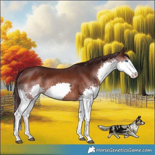 Horse Color:White Spotted Chocolate Brown Splash Rabicano